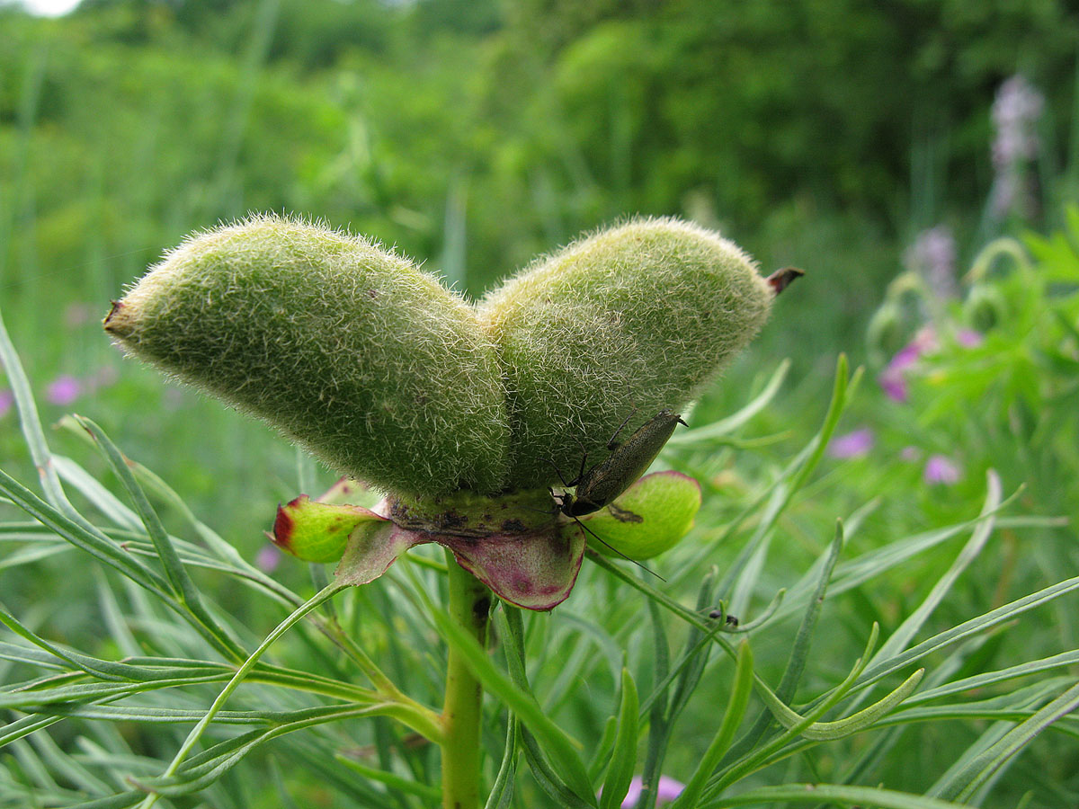 Пион тонколистный (Paeonia tenuifolia) Автор фото: Ирина Уханова