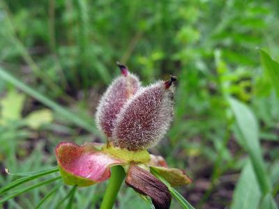 Пион тонколистный (Paeonia tenuifolia)  Автор фото: Ирина Уханова