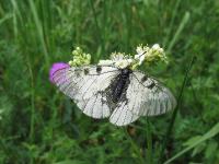 s:дневные бабочки,c:белые,c:c темными пятнами,размах крыльев до 70 мм,s:бабочки