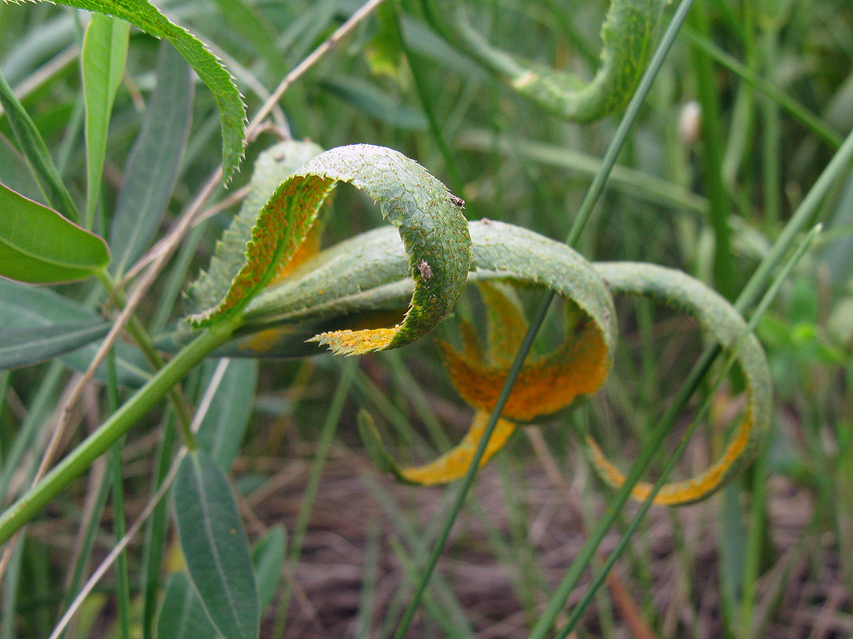 Пукциния резаковая (Puccinia falcariae). Автор фото: