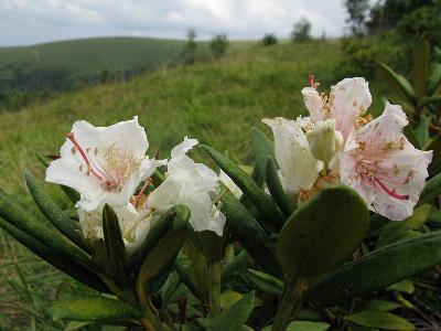 Рододендрон кавказский (Rhododendron caucasicum). Автор: Ирина Уханова