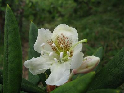 Рододендрон кавказский (Rhododendron caucasicum) Автор: Ирина Уханова