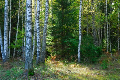 Осенний лес. Автор: Вячеслав Степанов