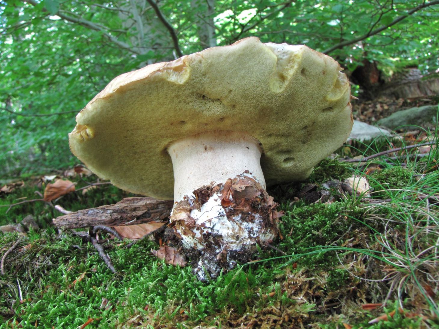 Белый гриб (Boletus edulis). Автор фото:Василий Коноплев