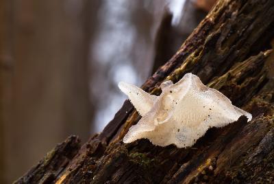 Ложноежовик студенистый (Pseudohydnum gelatinosum)Сухопутный скат.

Снимок был представлен на фотоконкурс «Лето-Осень» Автор фото: Фотоконкурс ЛЕТО-ОСЕНЬ