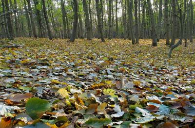 Осенние листья Автор: Фотоконкурс ЛЕТО-ОСЕНЬ
