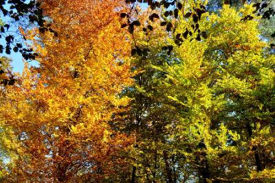 Осенняя листва. Автор: Фотоконкурс ЛЕТО-ОСЕНЬ