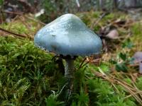 пластинчатые грибы