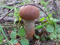 Сосед-трубчатый гриб
