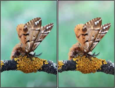s:бабочки,l: переднего крыла до 35 мм,размах крыльев до 75 мм,s:ночные бабочки