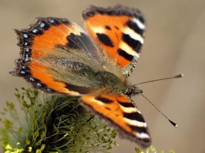 Крапивница (Aglais urticae)Бабочки летают, бабочки...

Автор фото - Макаренков Сергей (г. С-Петербург) Автор фото: Фотоконкурс ВЕСНА