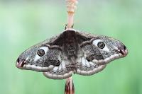 s:бабочки,i:редкие,l: переднего крыла до 35 мм,s:чешуекрылые,s:ночные бабочки