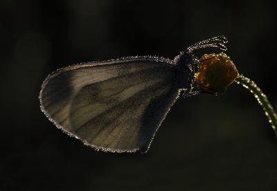 Беляночка горошковая (Leptidea sinapis). Автор: Фотоконкурс ВЕСНА