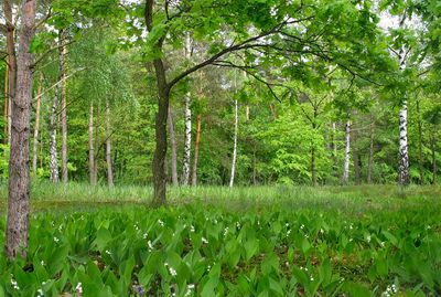 Ландыш майский (Convallaria majalis). Автор: Фотоконкурс ВЕСНА