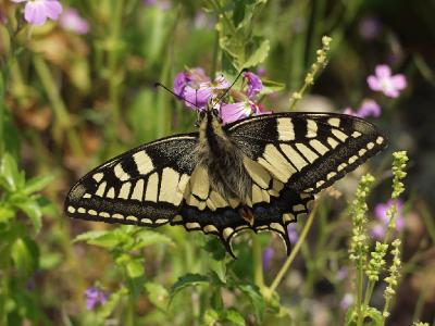 Махаон (Papilio machaon) Автор: Фотоконкурс ВЕСНА