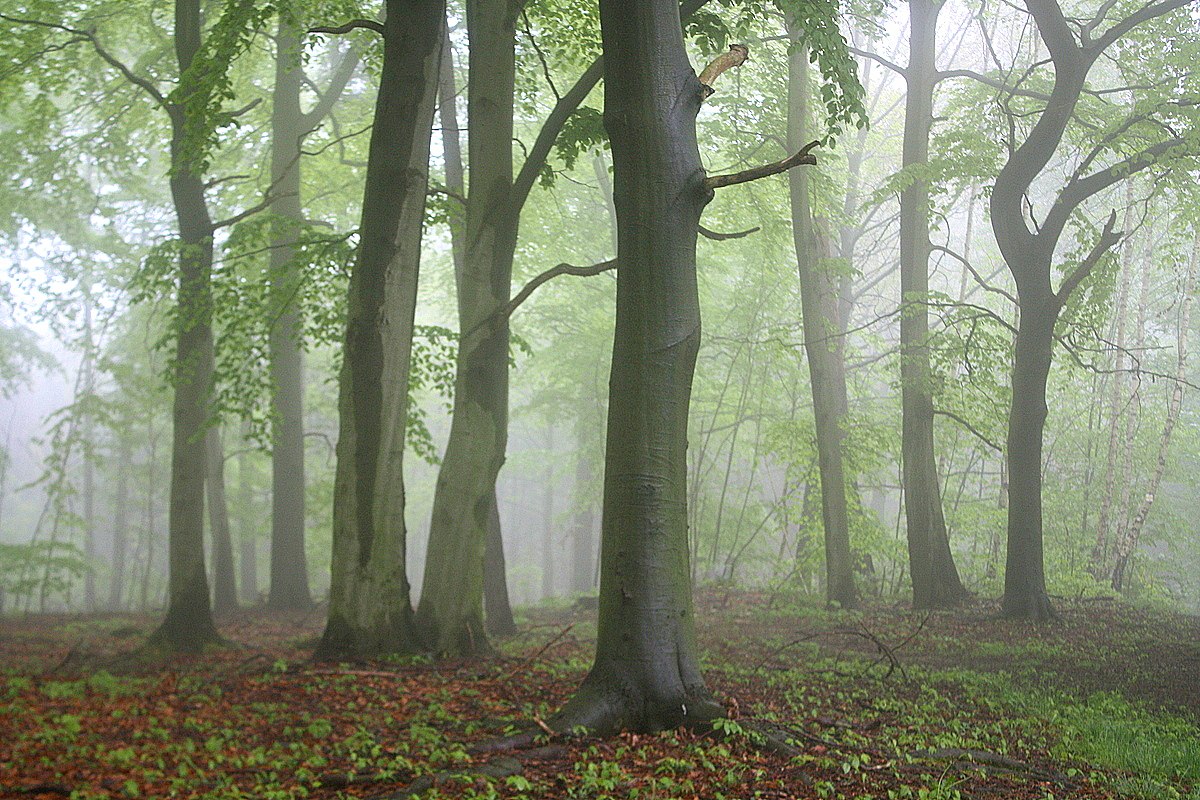 Заветный лес весенний. Автор фото: Метте Йохан (Германия)