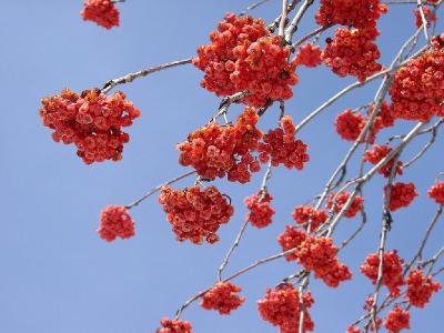 Рябина обыкновенная (Sorbus aucuparia) Автор: Конкурс Зима