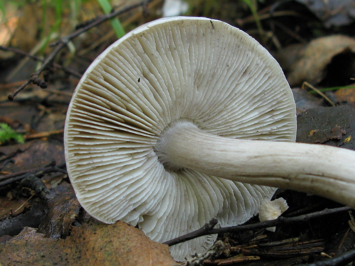 Рядовка заостренная Tricholoma virgatum.