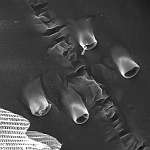 Крепление чешуек на крыле Перламутровки большой (Argynnis paphia), x4999; фото Андрея Смирнова