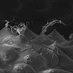 Выбрасывание аскоспор из аскосомы Кордицепса офиоглоссовидного (Cordyceps ophioglossoides), x541; фото Андрея Смирнова