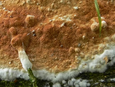 Глеопорус тиссовый (Gloeoporus taxicola). Автор: Андрей Смирнов