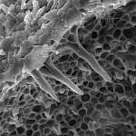 Внутренняя поверхность пор Феллинуса чёрноограниченного (Phellopilus nigrolimitatus), x4415; фото Андрея Смирнова