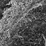 Внутренняя поверхность пор Феллинуса чёрноограниченного (Phellopilus nigrolimitatus), x2205; фото Андрея Смирнова
