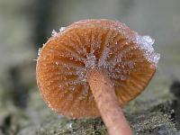 Frozen unknown fungus