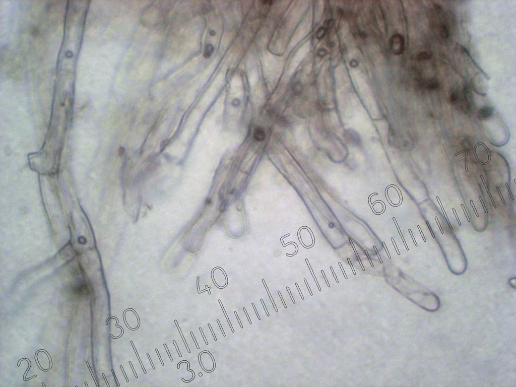 Ригидопорус шафранно-жёлтый (Rigidoporus crocatus). Автор фото: Андрей Смирнов