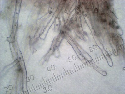 Ригидопорус шафранно-жёлтый (Rigidoporus crocatus). Автор: Андрей Смирнов