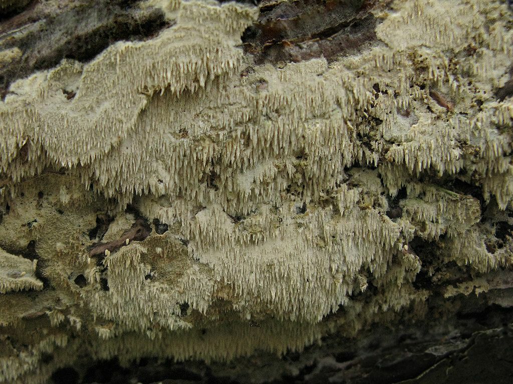 Гифодонция пихтовая (Hyphodontia abieticola); Фото Татьяны Светловой