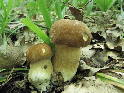 Белый гриб дубовый (Boletus reticulatus)